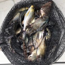 遊漁船メテオ 釣果