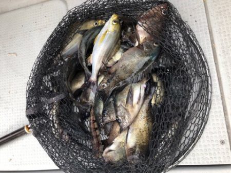 遊漁船メテオ 釣果