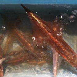 第二八坂丸 釣果