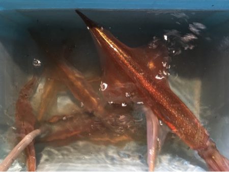 第二八坂丸 釣果