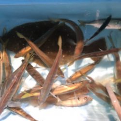 第二八坂丸 釣果