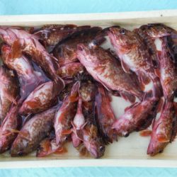 ヤザワ渡船 釣果