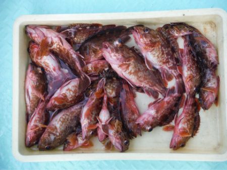 ヤザワ渡船 釣果