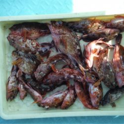 ヤザワ渡船 釣果