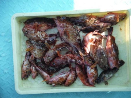 ヤザワ渡船 釣果