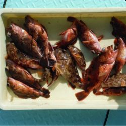 ヤザワ渡船 釣果