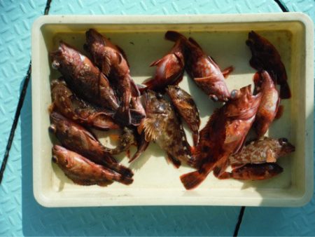 ヤザワ渡船 釣果