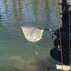 白州トラウトフィッシングエリア　シルフ 釣果