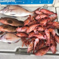 末広丸(熊本) 釣果