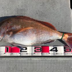 釣鯛洋 釣果