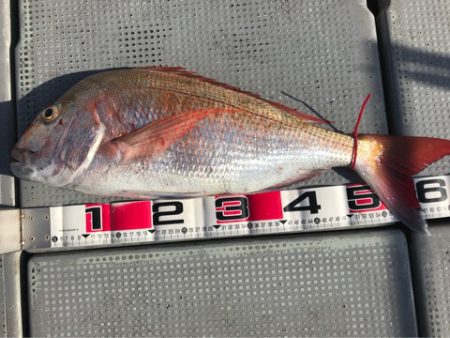 釣鯛洋 釣果
