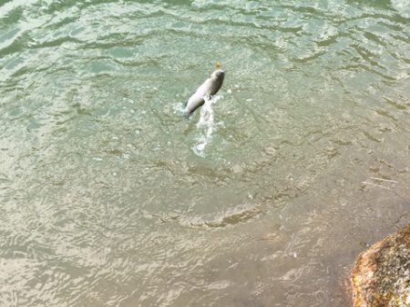 白州トラウトフィッシングエリア　シルフ 釣果