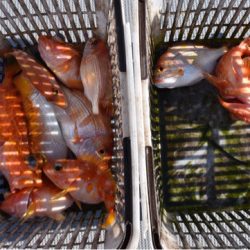 渡船屋たにぐち 釣果