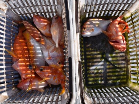 渡船屋たにぐち 釣果