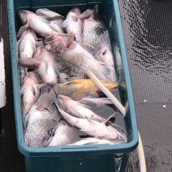 シーランチ 釣果