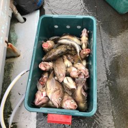 シーランチ 釣果