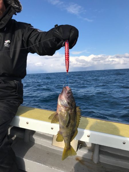 シーランチ 釣果