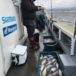 シーランチ 釣果