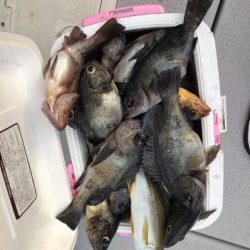 遊漁船メテオ 釣果