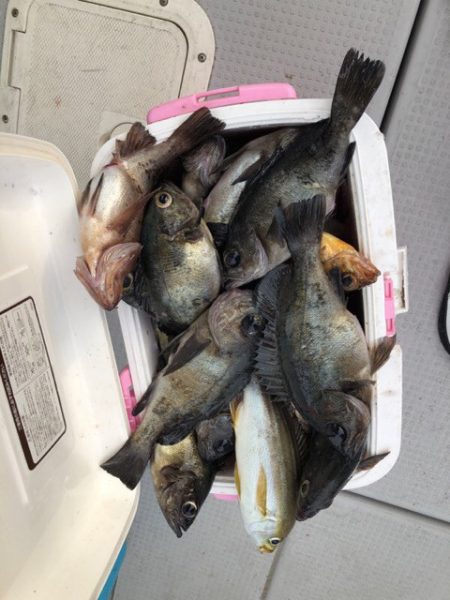 遊漁船メテオ 釣果