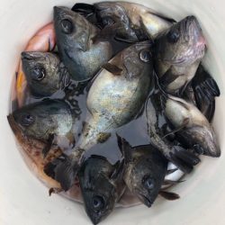 遊漁船メテオ 釣果
