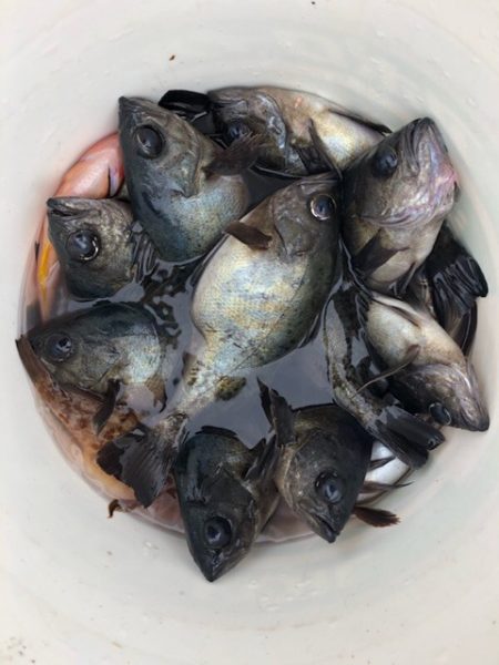 遊漁船メテオ 釣果