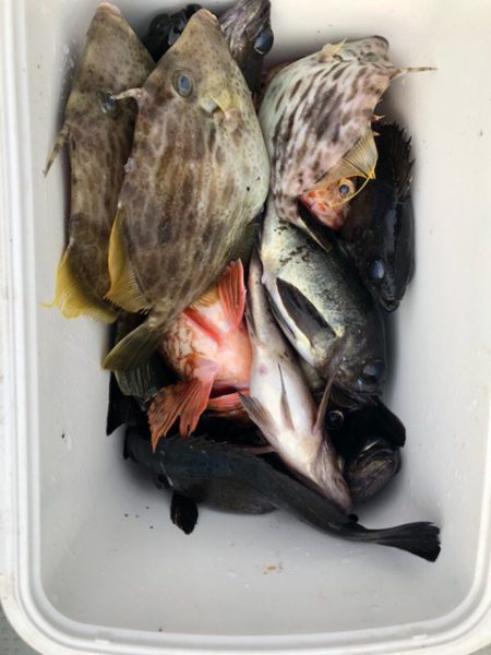 遊漁船メテオ 釣果