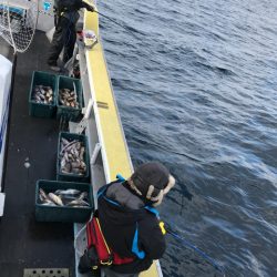 シーランチ 釣果