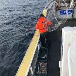 シーランチ 釣果