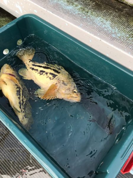 シーランチ 釣果