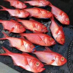 ＴＡＲＯＭＡＲＵ 釣果