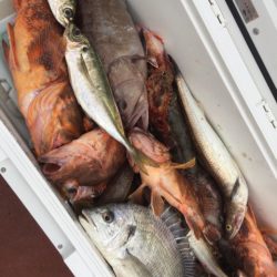 「LaGooN」蒼陽丸 日和号 釣果