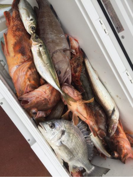 「LaGooN」蒼陽丸 日和号 釣果