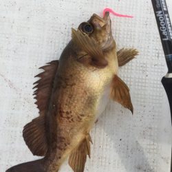 「LaGooN」蒼陽丸 日和号 釣果