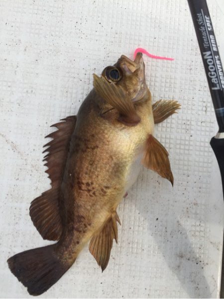 「LaGooN」蒼陽丸 日和号 釣果