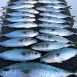 ビッグファイター 釣果