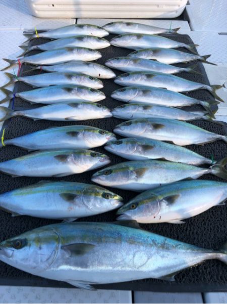 ビッグファイター 釣果