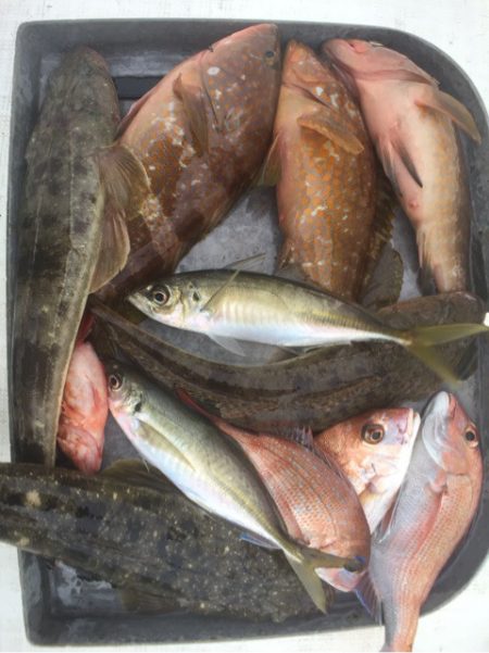 「LaGooN」蒼陽丸 日和号　 釣果