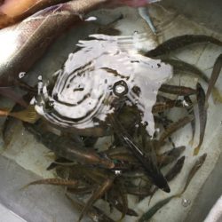 「LaGooN」蒼陽丸 日和号 釣果