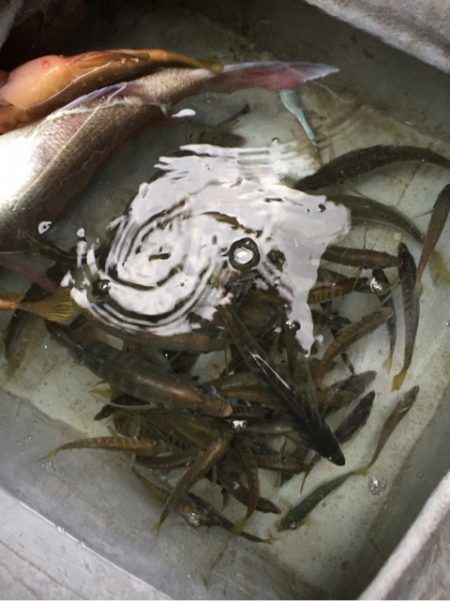 「LaGooN」蒼陽丸 日和号 釣果