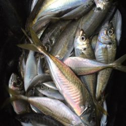 「LaGooN」蒼陽丸 日和号 釣果