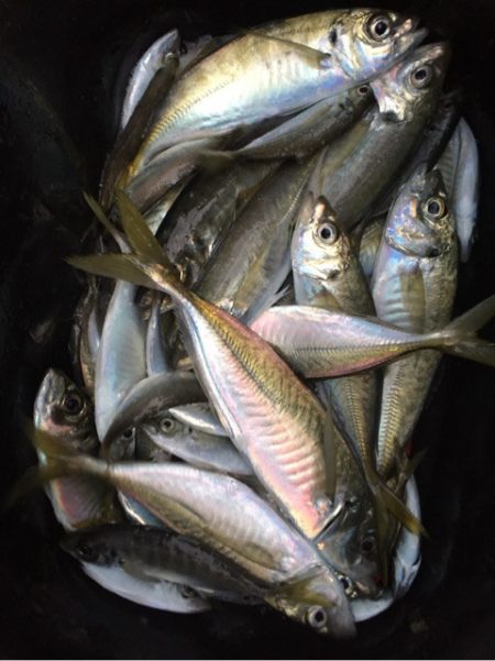 「LaGooN」蒼陽丸 日和号 釣果