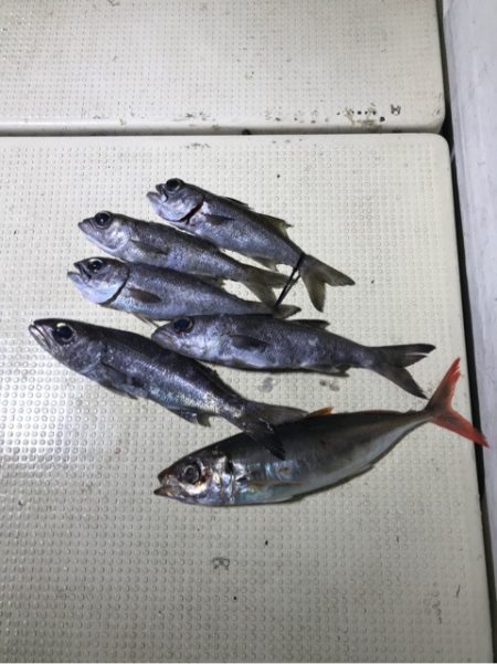 Monster Rush! 釣果