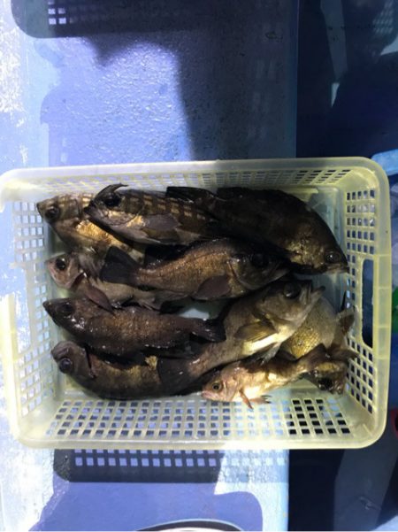 ヤザワ渡船 釣果