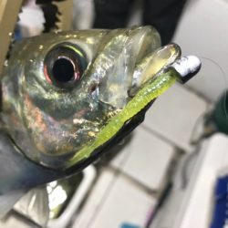 Monster Rush! 釣果