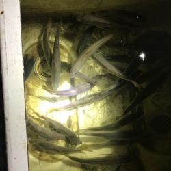 Monster Rush! 釣果