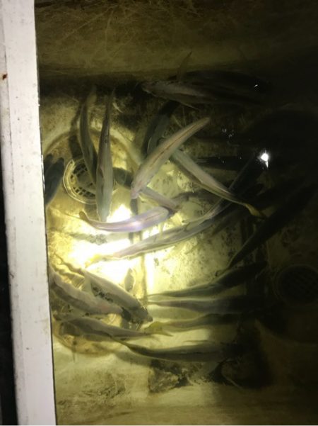 Monster Rush! 釣果