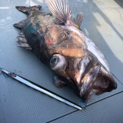 ＴＡＲＯＭＡＲＵ 釣果