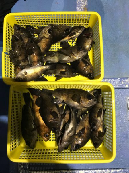 ヤザワ渡船 釣果