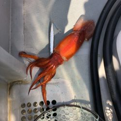 ＴＡＲＯＭＡＲＵ 釣果